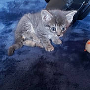 Sapphire is registered to the contest to win money with this photo: animal, background, blue_blanket, cat, cozy, curious, cute, domestic, feline, fur, gray_cat, indoor, kitten, pet, plush, resting, small, soft, toy, young