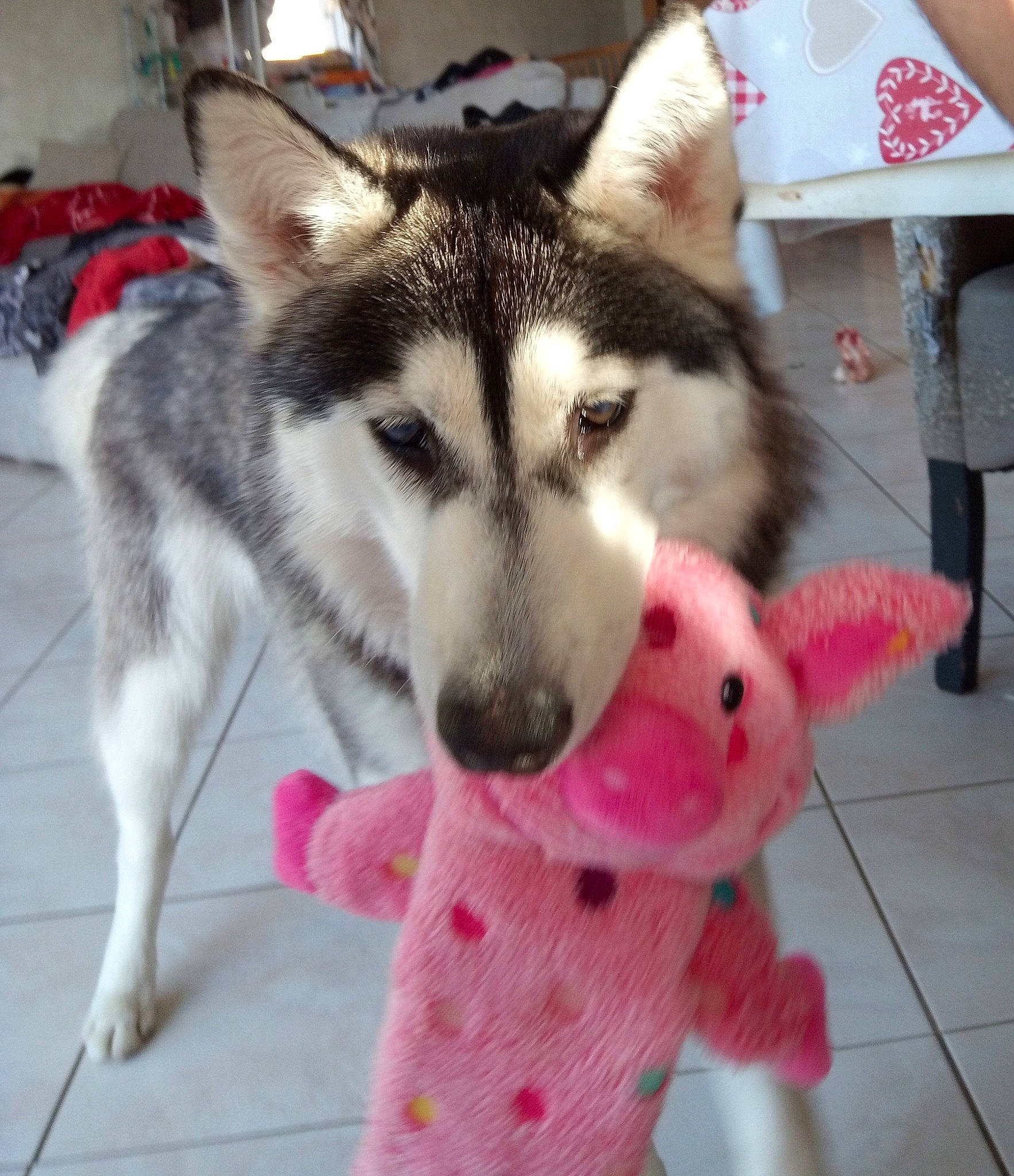 Fury participe au concours pour gagner de l'argent avec cette photo : alaskan_klee_kai, alaskan_malamute, canadian_eskimo_dog, canidae, carnivore, dog, dog_breed, mammal, miniature_siberian_husky, northern_inuit_dog, nose, saarloos_wolfdog, sakhalin_husky, seppala_siberian_sleddog, siberian_husky, sled_dog, snout, tamaskan_dog, vertebrate, wolfdog