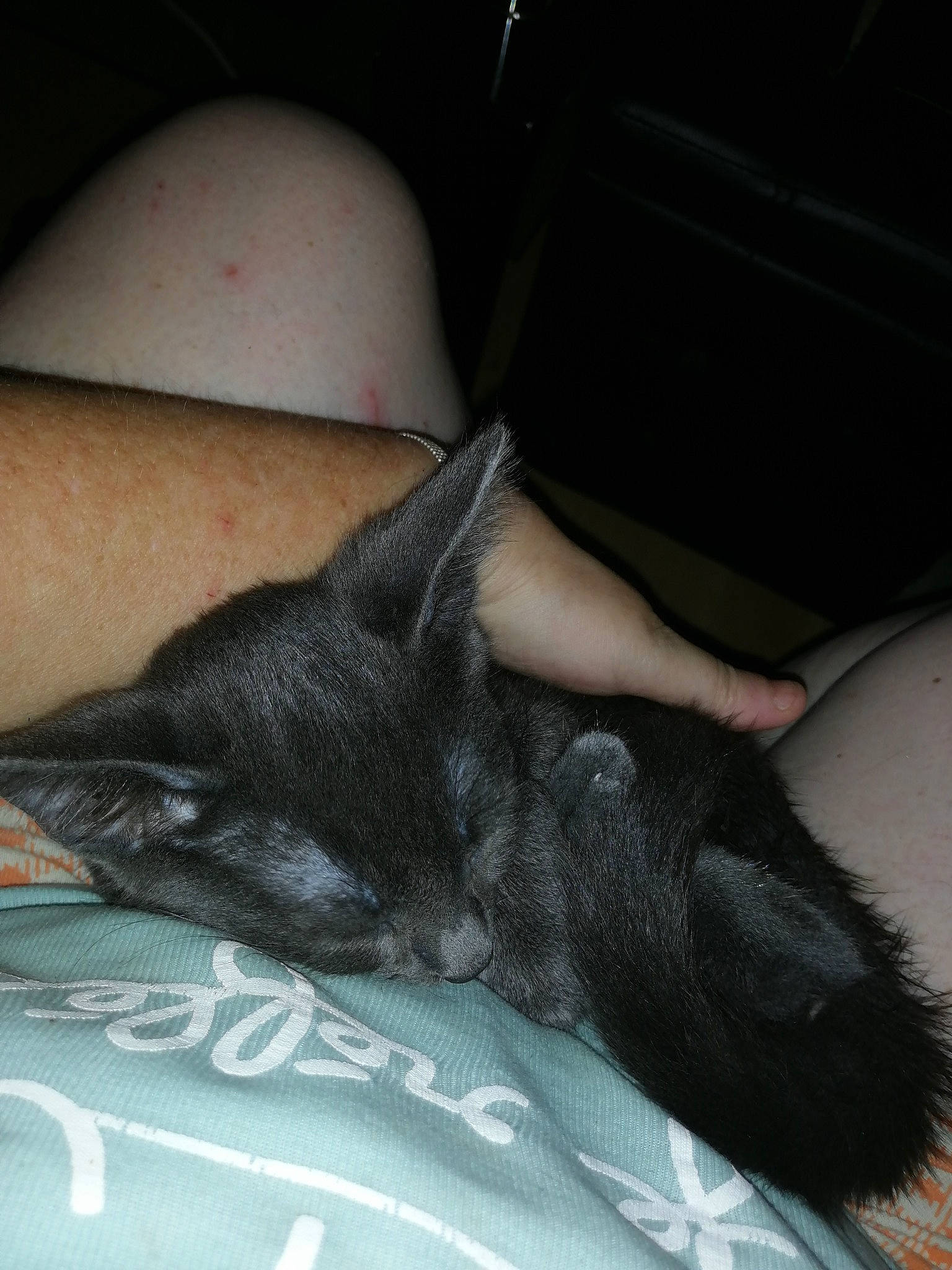 Shadow a rejoint le concours — aidez-le/la à gagner de superbes lots ! black_cat, carnivore, cat, claw, ear, felidae, nap, skin, sleep, small_to_medium_sized_cats, whiskers