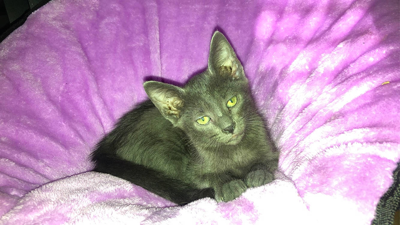 Shadow a rejoint le concours — aidez-le/la à gagner de superbes lots ! asian, black_cat, burmese, carnivore, cat, chartreux, domestic_short_haired_cat, felidae, german_rex, havana_brown, kitten, korat, mammal, nebelung, oriental_longhair, purple, russian_blue, small_to_medium_sized_cats, snout, whiskers