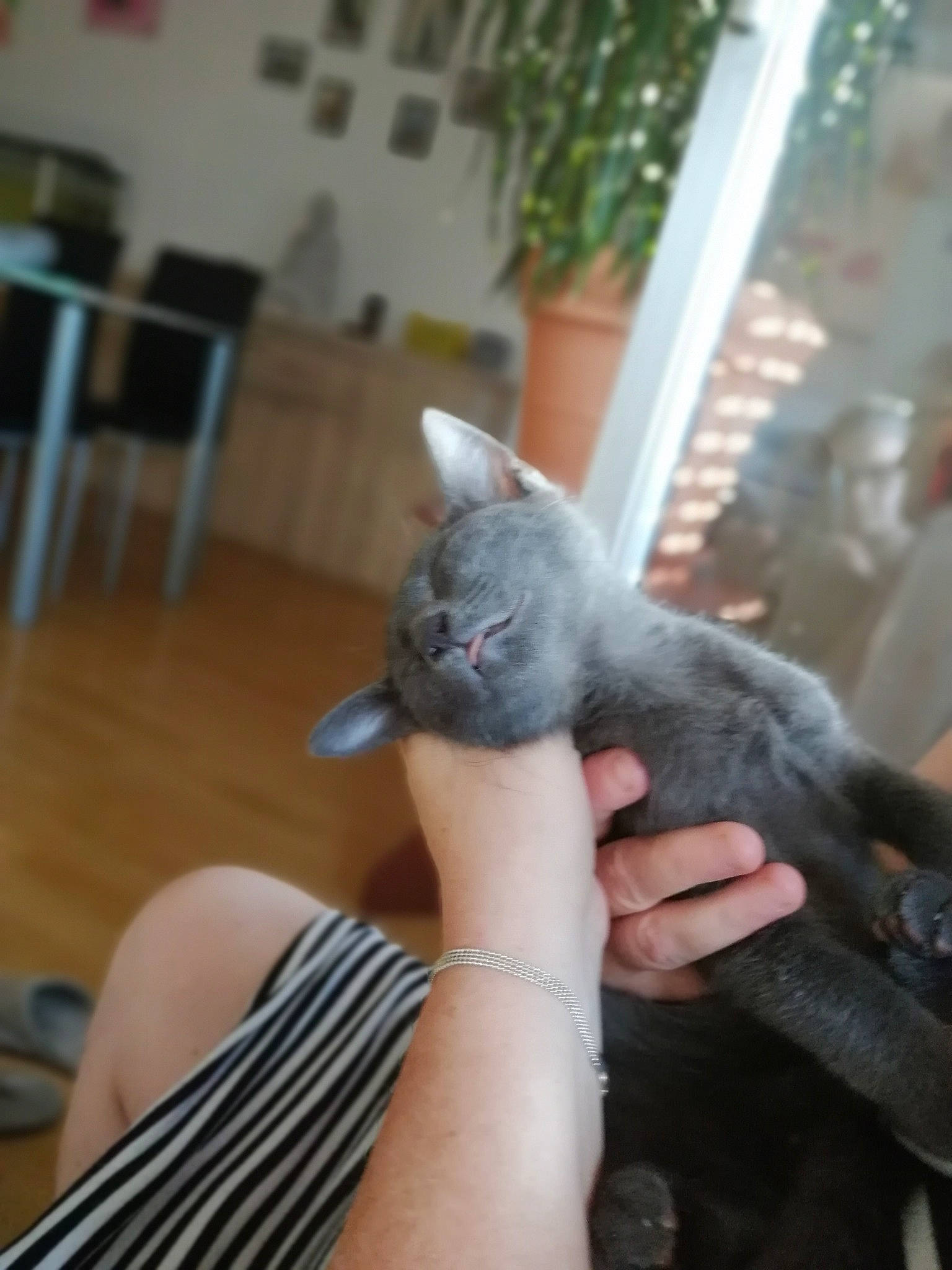 Shadow a rejoint le concours — aidez-le/la à gagner de superbes lots ! british_shorthair, carnivore, cat, chartreux, domestic_short_haired_cat, fawn, felidae, german_rex, kitten, korat, nebelung, russian_blue, small_to_medium_sized_cats, whiskers