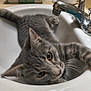 Simba is registered to the contest to win money with this photo: cat, kitten, gray_tabby, sink, bathroom, faucet, curious, pet, animal, whiskers, fur, domestic_cat, indoor, closeup, playful, young, eyes, nose, paw, relaxed