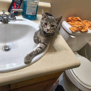 Simba joined the competition — help win amazing prizes! cat, gray_tabby, bathroom, sink, countertop, toilet, orange_shirt, mouthwash, vaseline, wooden_cabinet, floor_mat, paw, feline, indoor, relaxed, curious, pet, domestic_animal, animal, fur
