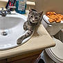 cat, gray_tabby, bathroom, sink, countertop, toilet, orange_shirt, mouthwash, vaseline, wooden_cabinet, floor_mat, paw, feline, indoor, relaxed, curious, pet, domestic_animal, animal, fur