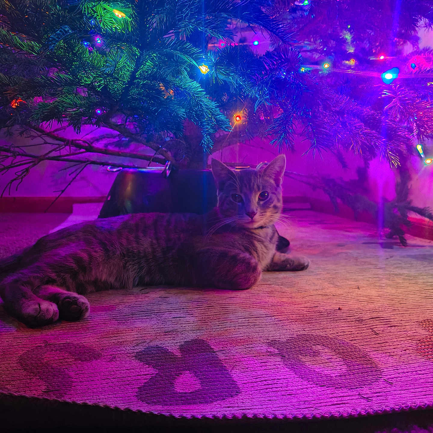 Simba joined the competition — help win amazing prizes! animal, carpet, cat, christmas_lights, christmas_tree, colorful, cozy, curious, decorations, festive, floor, holiday, home, indoor, night, pet, purple_lighting, relaxing, tabby_cat, tree_skirt