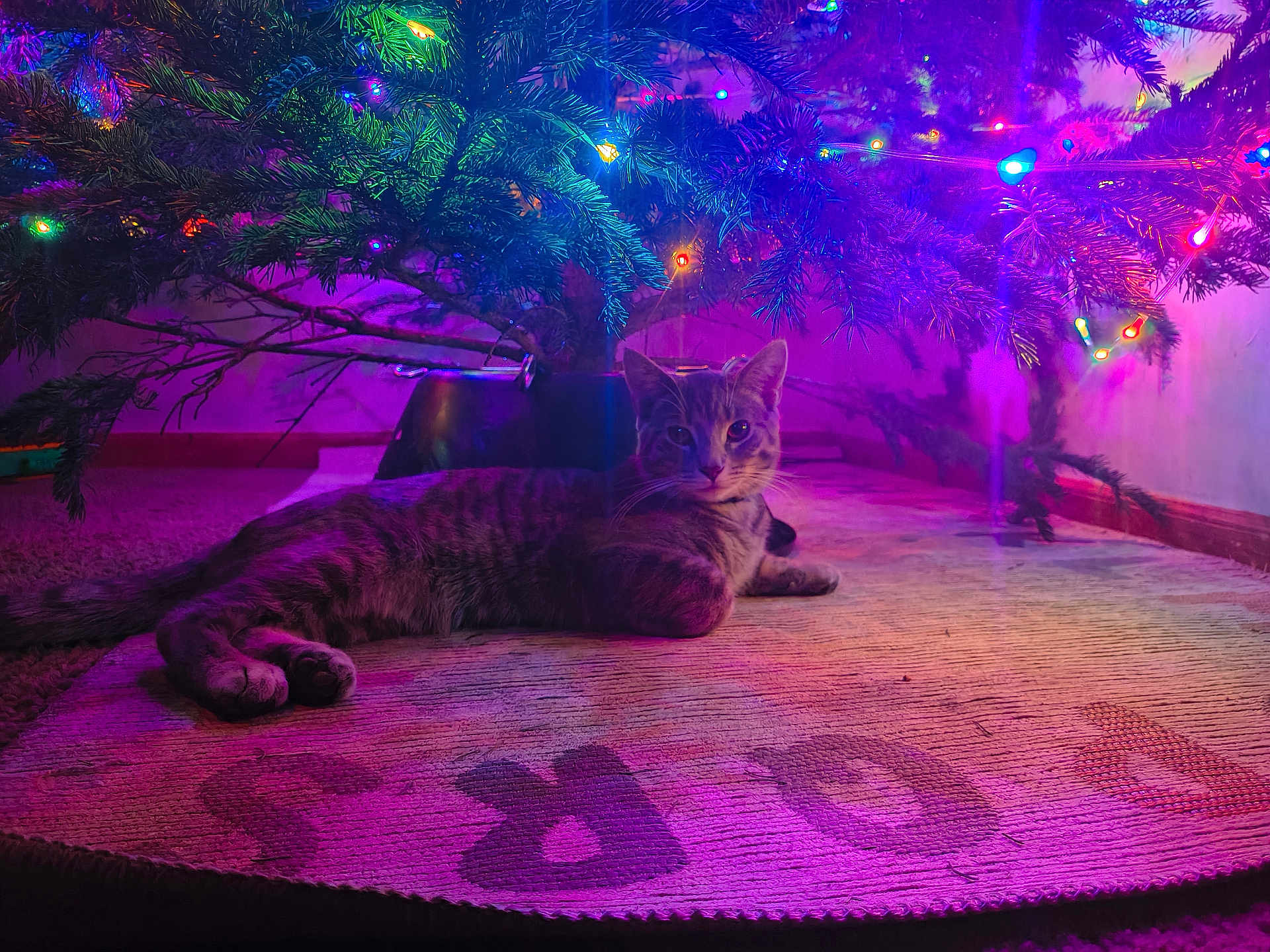 Simba joined the competition — help win amazing prizes! cat, tabby_cat, christmas_tree, christmas_lights, tree_skirt, indoor, festive, purple_lighting, holiday, pet, animal, relaxing, floor, carpet, decorations, cozy, night, colorful, home, curious