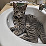 cat, kitten, sink, gray_tabby, pet, animal, indoor, curious, relaxed, feline, bathroom, countertop, domestic_cat, whiskers, ears, paws, fur, cute, young, household