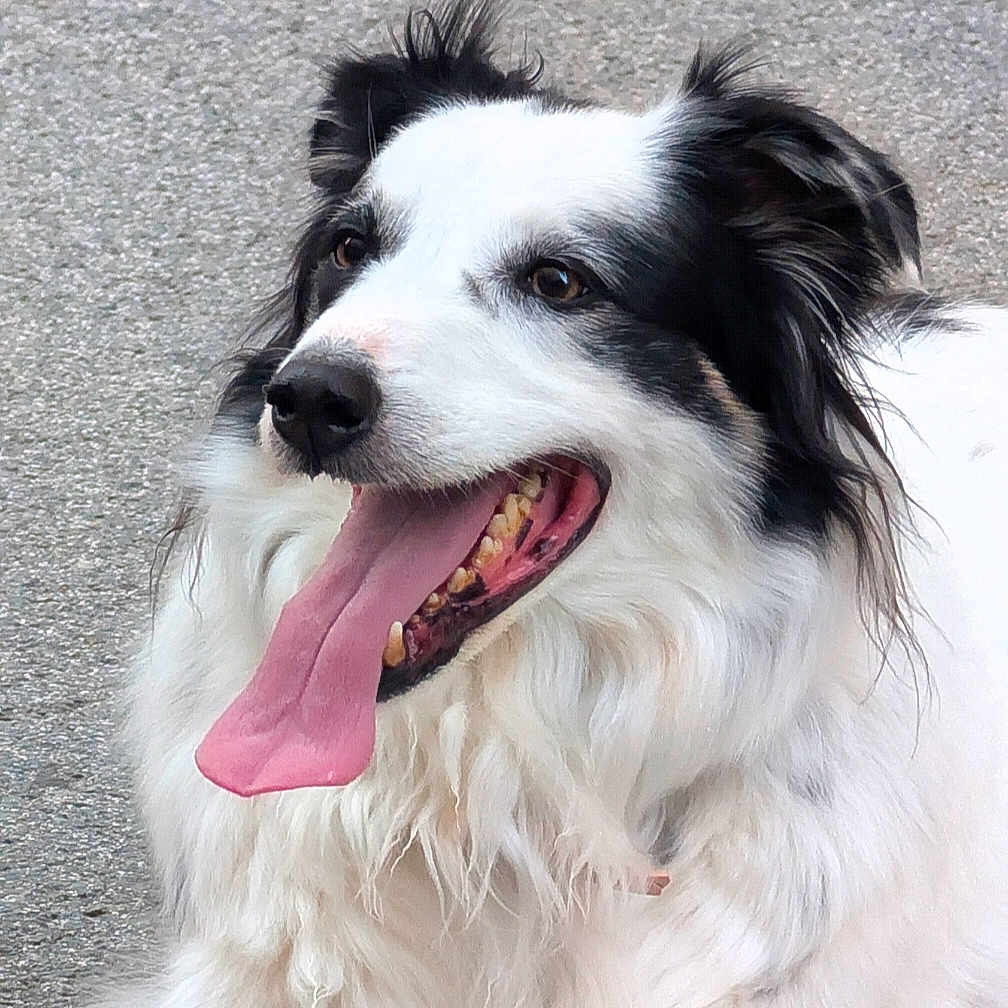 Bazar a rejoint le concours — aidez-le/la à gagner de superbes lots ! animal, black, canine, closeup, cute, dog, ears, fluffy, friendly, fur, happy, laying_down, muzzle, outdoor, panting, pavement, pet, portrait, tongue_out, white