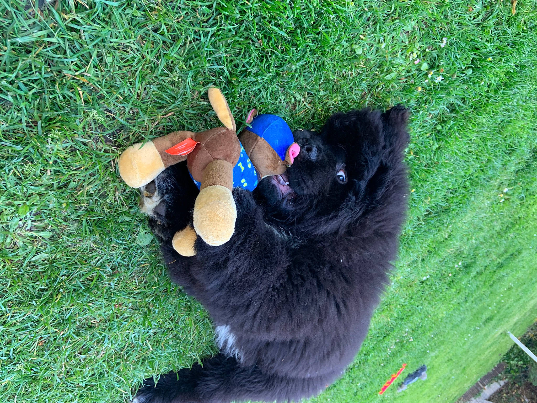 Utwo a rejoint le concours — aidez-le/la à gagner de superbes lots ! black_cat, canidae, carnivore, cat, dog_breed, domestic_short_haired_cat, electric_blue, fawn, felidae, fur, glove, grass, groundcover, organism, plant, small_to_medium_sized_cats, sporting_group, tail, toy, whiskers