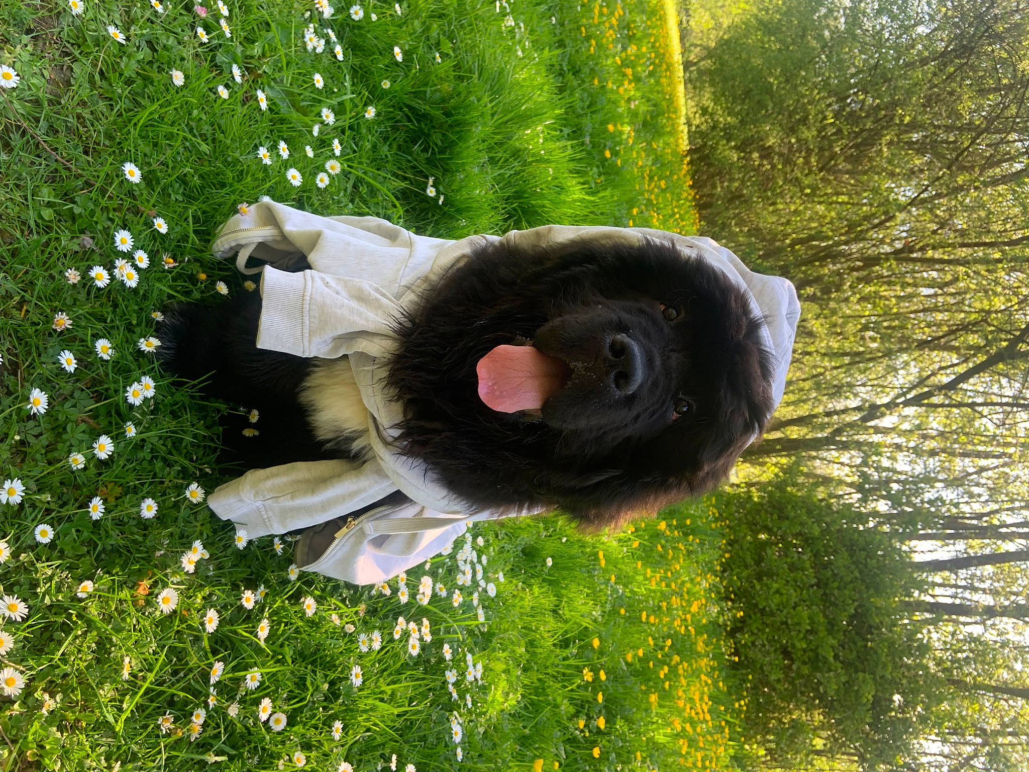 Utwo a rejoint le concours — aidez-le/la à gagner de superbes lots ! annual_plant, art, automotive_tire, flower, garden, grass, grassland, green, groundcover, lawn_ornament, musical_instrument, natural_landscape, natural_material, plant, shrub, terrestrial_animal, terrestrial_plant, tree, trunk, wood