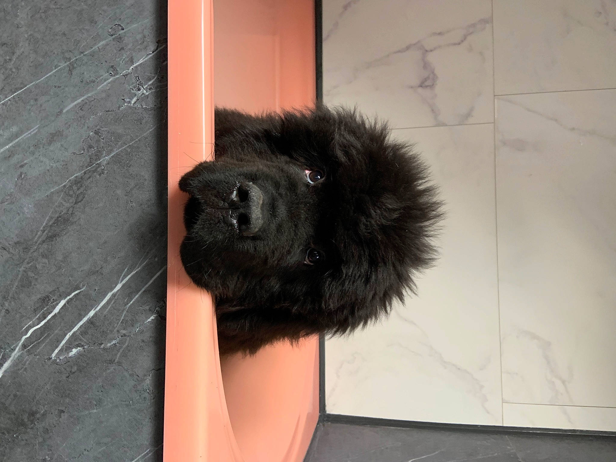 Utwo a rejoint le concours — aidez-le/la à gagner de superbes lots ! bearskin, canidae, carnivore, companion_dog, dog, dog_breed, fashion_accessory, flooring, foot, fur, fur_clothing, human_leg, non_sporting_group, snout, sporting_group, tail, thigh, whiskers