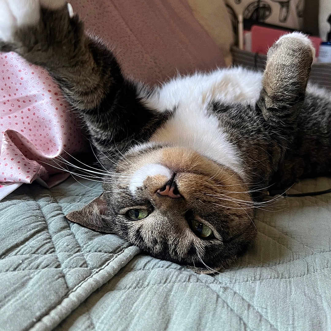 Willie