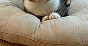Willie is registered to the contest to win money with this photo: cat, tabby, white_chest, pet, animal, feline, portrait, close_up, lying_down, relaxed, alert, green_eyes, whiskers, pointed_ears, paws, plush_bed, cushion, indoor, home, wooden_floor