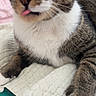 Willie is registered to the contest to win money with this photo: cat, tabby, pet, animal, face, eyes, green_eyes, whiskers, tongue, blep, striped_fur, white_chest, white_paws, close_up, portrait, indoor, blanket, knitted_fabric, lying_down, cozy