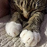 Willie is registered to the contest to win money with this photo: cat, tabby_cat, pet, animal, sleeping, sleepy, paws, white_paws, whiskers, striped_fur, close_up, portrait, indoor, blanket, quilted_blanket, cozy, relaxed, cuddly, soft_lighting, front_view