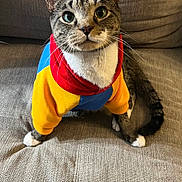 Willie joined the competition — help win amazing prizes! cat, tabby_cat, pet, animal, portrait, sitting, couch, indoors, colorful_clothing, costume, sweater, red, yellow, blue, striped_fur, green_eyes, whiskers, ears, front_facing, funny