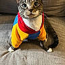 cat, tabby_cat, pet, animal, portrait, sitting, couch, indoors, colorful_clothing, costume, sweater, red, yellow, blue, striped_fur, green_eyes, whiskers, ears, front_facing, funny