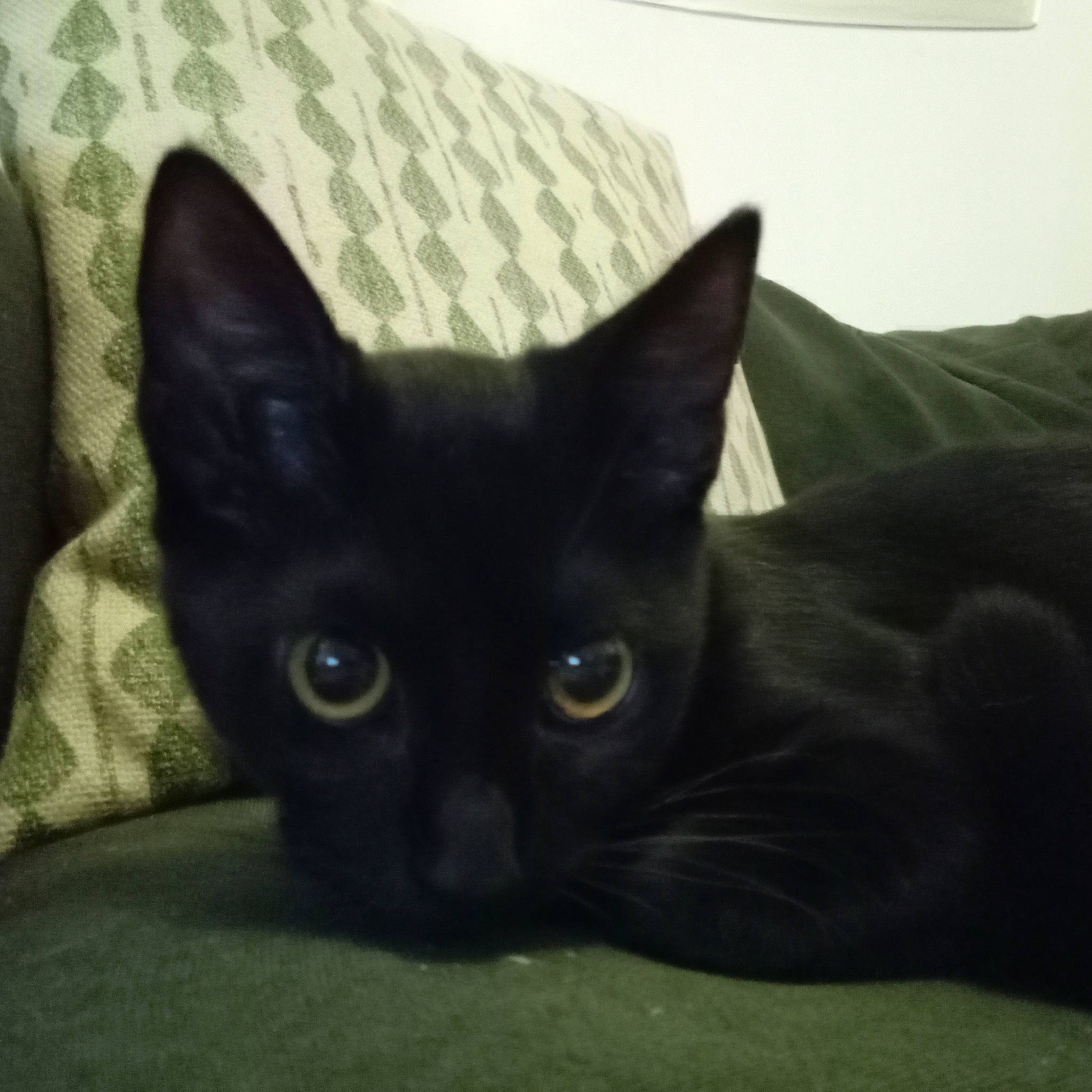 Charbon a rejoint le concours — aidez-le/la à gagner de superbes lots ! black_cat, bombay, carnivore, cat, comfort, domestic_short_haired_cat, felidae, fur, small_to_medium_sized_cats, snout, whiskers