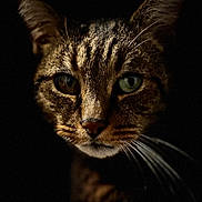Chatouille a rejoint le concours — aidez-le/la à gagner de superbes lots ! animal, cat, closeup, cute, dark_background, domestic_animal, ears, eyes, face, feline, fur, mysterious, nature, no_humans, pet, portrait, shadow, tabby, whiskers, wildlife