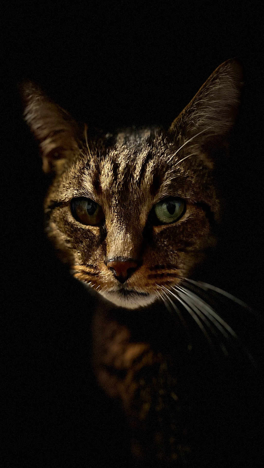 Chatouille