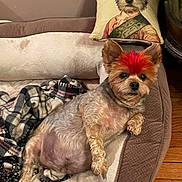 Coco joined the competition — help win amazing prizes! dog, small_dog, yorkshire_terrier, dog_bed, pillow, portrait_pillow, red_mohawk, groomed_dog, indoor, wood_floor, blanket, relaxed, pet, canine, furniture, cozy, decor, resting, cute, animal