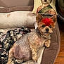 dog, small_dog, yorkshire_terrier, dog_bed, pillow, portrait_pillow, red_mohawk, groomed_dog, indoor, wood_floor, blanket, relaxed, pet, canine, furniture, cozy, decor, resting, cute, animal