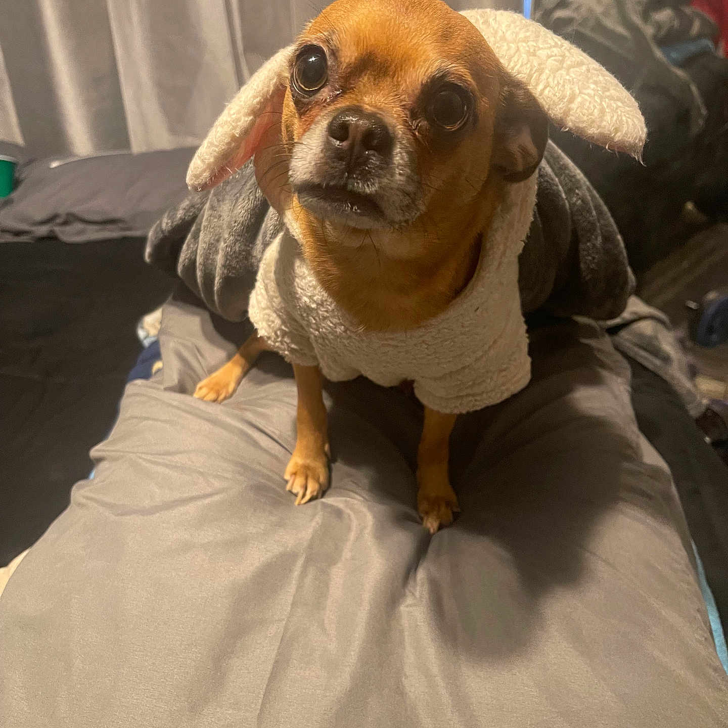 Sash joined the competition — help win amazing prizes! animal, bedroom, brown_dog, clothing, costume, cozy, curious, curtains, cute, dog, ears, fur, gray, indoor, looking_up, padded_surface, pet, small_dog, soft, standing