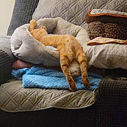 Cheeto is registered to the contest to win money with this photo: cat, orange_tabby, cat_bed, pet_bed, couch, sofa, blanket, blue_blanket, quilted, cushion, pillow, indoor, cozy, sleeping, lounging, stretched_legs, rear_view, furniture, upholstery, relaxed
