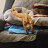 cat, orange_tabby, cat_bed, pet_bed, couch, sofa, blanket, blue_blanket, quilted, cushion, pillow, indoor, cozy, sleeping, lounging, stretched_legs, rear_view, furniture, upholstery, relaxed