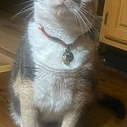 Cali is registered to the contest to win money with this photo: cat, indoor, wooden_floor, collar, pet, feline, curious, sitting, tri_color, whiskers, ears, green_eyes, animal, domestic_animal, furry, cute, household, looking_up, tags, floor