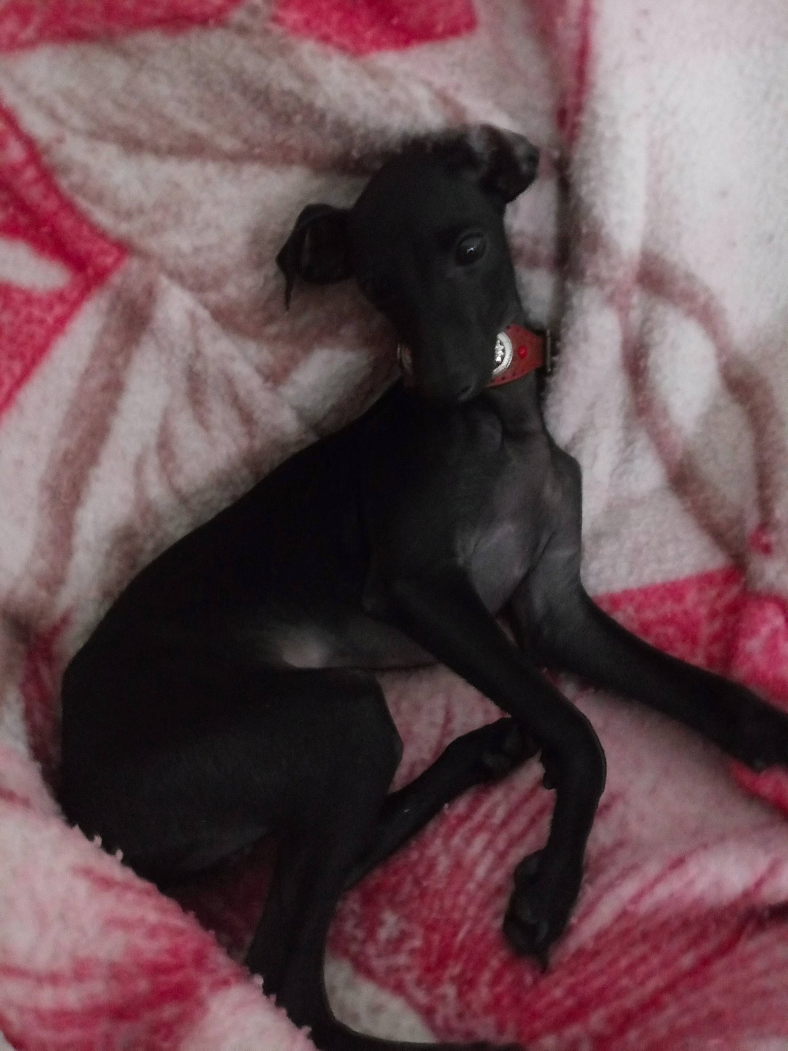 Thanos a rejoint le concours — aidez-le/la à gagner de superbes lots ! canidae, carnivore, comfort, companion_dog, dog, dog_breed, fawn, grey, human_leg, liver, magenta, pink, rampur_greyhound, sighthound, snout, sporting_group, tail, terrestrial_animal, tints_and_shades, working_animal