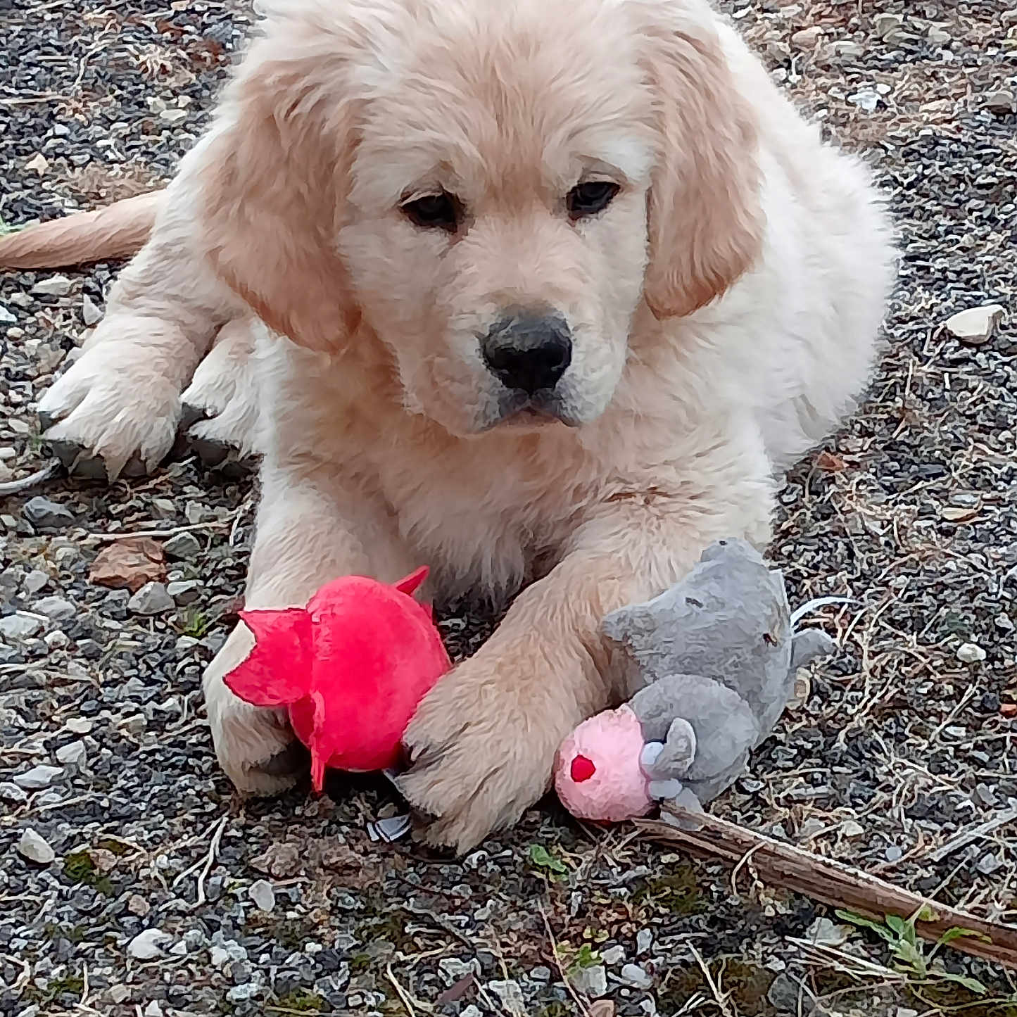Arlo participe au concours pour gagner de l'argent avec cette photo : animal, canine, cockerspaniel, dog, eskimodog, goldenretriever, gravel, hound, labradorretriever, person, pet, plush, poodle, puppy, road, slate, teddybear, terrier, toy, whitedog