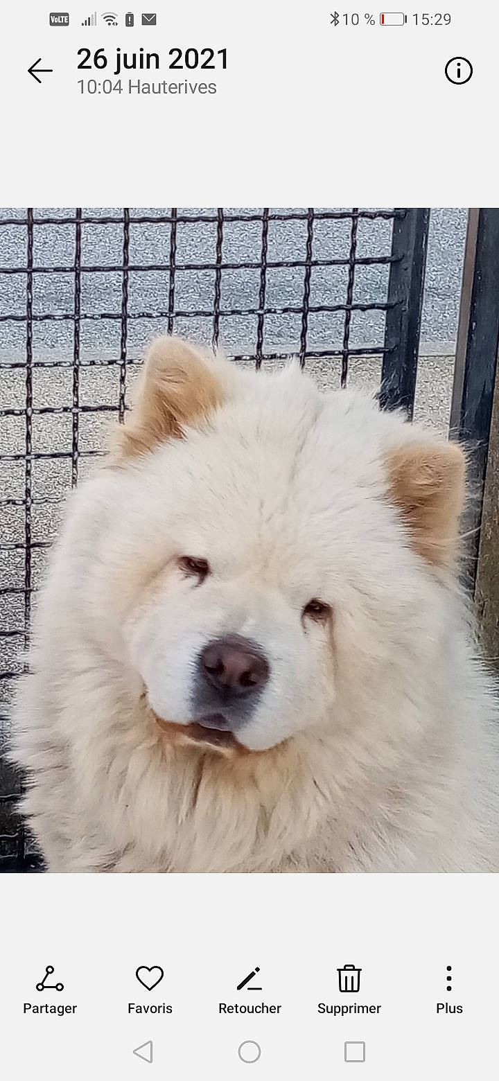 Chouka participe au concours pour gagner de l'argent avec cette photo : canidae, carnivore, companion_dog, dog, dog_breed, eye, fence, fur, giant_dog_breed, jaw, mesh, pet_supply, shout, snout, sporting_group, terrestrial_animal, volpino_italiano, whiskers, white, working_animal