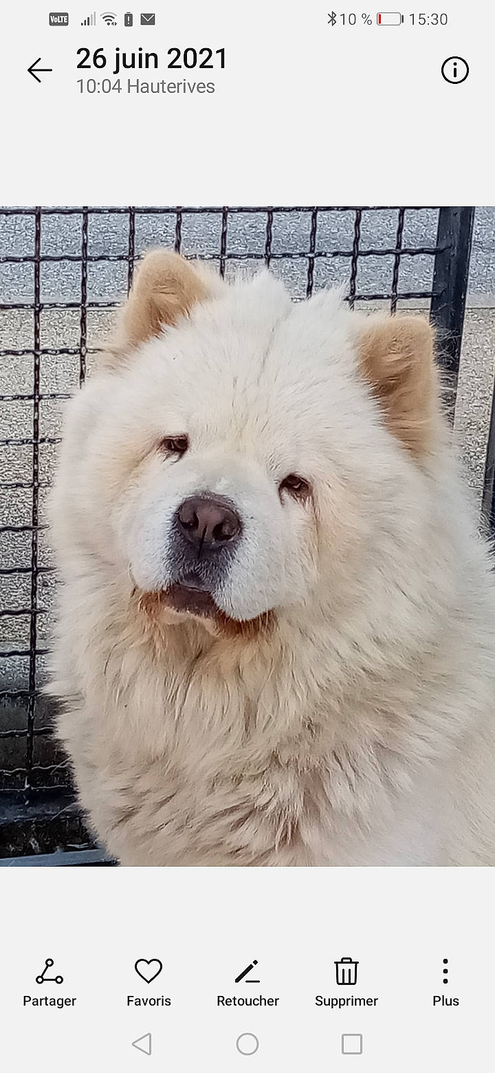 Chouka a rejoint le concours — aidez-le/la à gagner de superbes lots ! canidae, carnivore, companion_dog, dog, dog_breed, fur, giant_dog_breed, mesh, natural_material, plant, snout, terrestrial_animal, whiskers, windscreen_wiper, working_animal