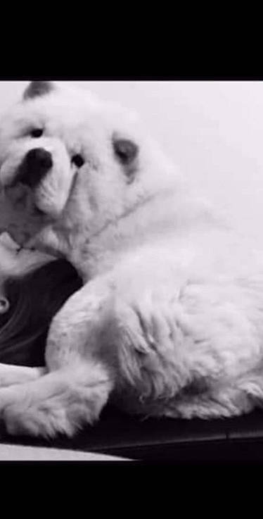 Chouka a rejoint le concours — aidez-le/la à gagner de superbes lots ! canidae, carnivore, companion_dog, dog, dog_breed, font, fur, monochrome, monochrome_photography, non_sporting_group, paw, snout, sporting_group, terrestrial_animal, toy_dog, whiskers, working_animal