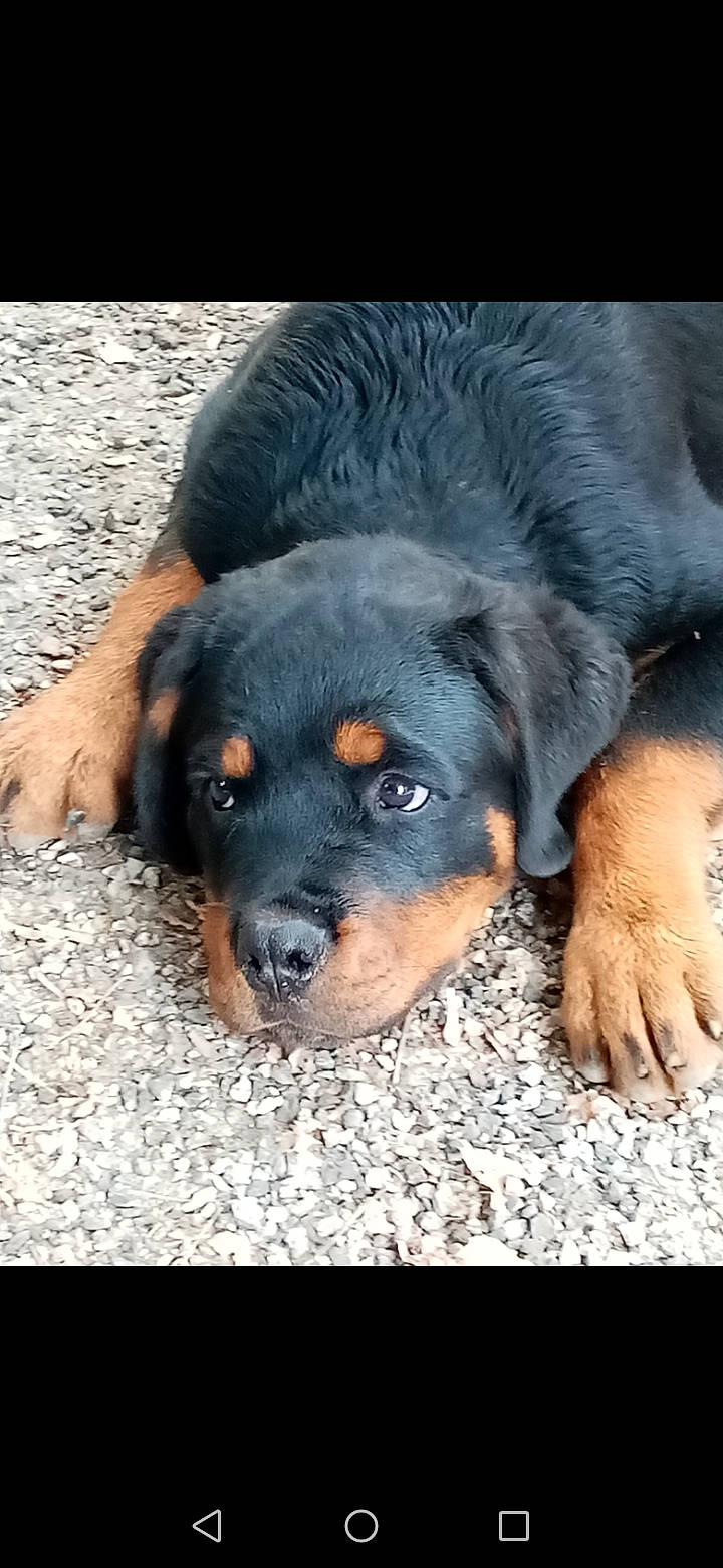 Raven participe au concours pour gagner de l'argent avec cette photo : canidae, carnivore, companion_dog, dog, dog_breed, fur, paw, puppy, snout, sporting_group, terrestrial_animal, working_dog