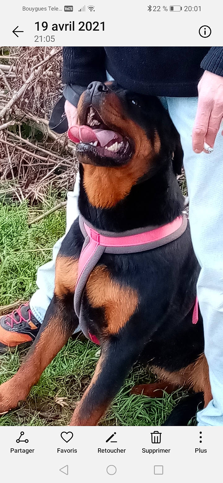 Raven a rejoint le concours — aidez-le/la à gagner de superbes lots ! animal_training, carnivore, collar, companion_dog, dog, dog_breed, dog_collar, gesture, giant_dog_breed, grass, guard_dog, hound, hunting_dog, leash, liver, paw, pet_supply, sporting_group, working_animal, working_dog