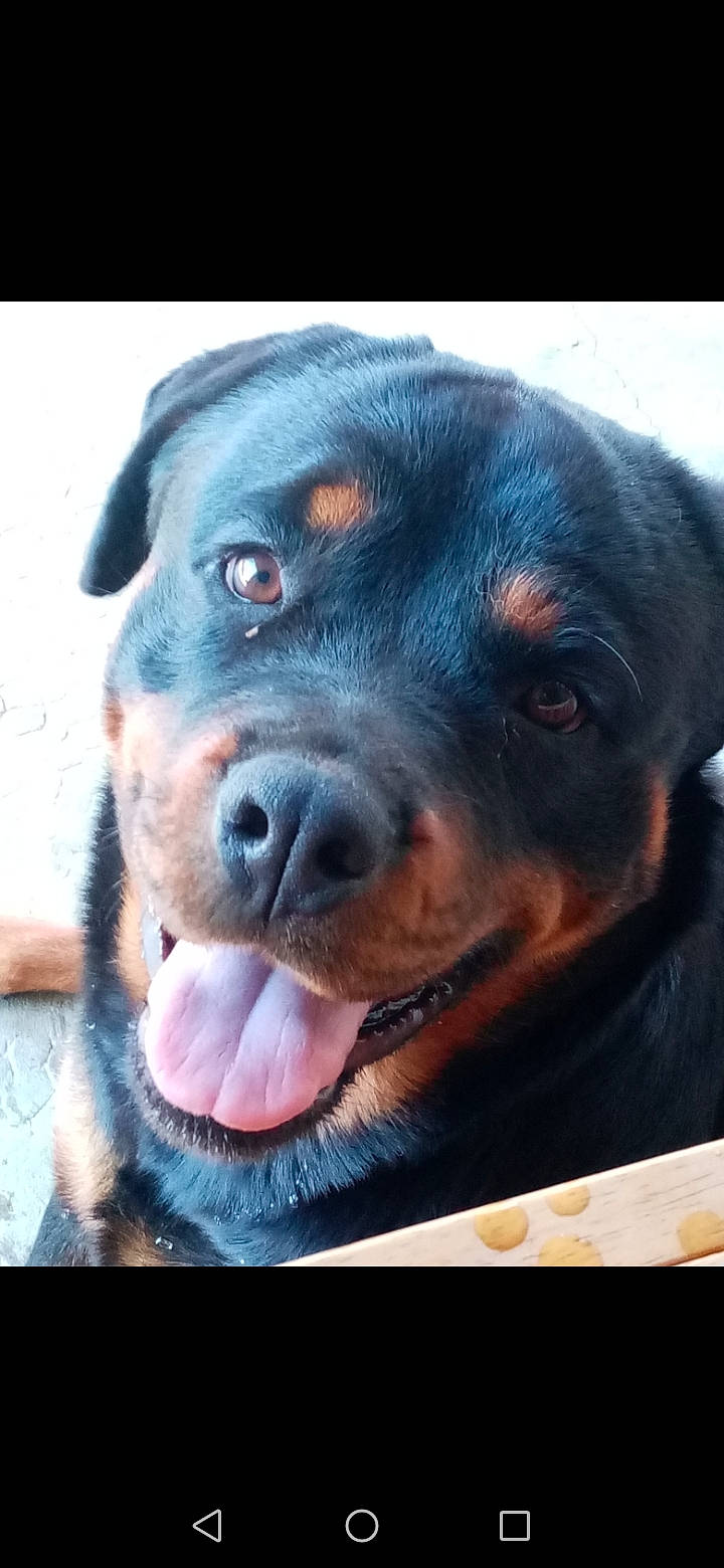 Raven a rejoint le concours — aidez-le/la à gagner de superbes lots ! borador, canidae, carnivore, collar, companion_dog, dog, dog_breed, electric_blue, fur, guard_dog, liver, puppy, retriever, rottweiler, snout, sporting_group, terrestrial_animal, whiskers, working_animal, working_dog