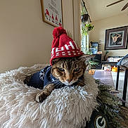 Beamer joined the competition — help win amazing prizes! cat, tabby, hat, sweater, fluffy_cushion, indoor, holiday_decor, christmas_sign, football, green_bay_packers, plant, living_room, table, window, ceiling_fan, picture_frame, furniture, pet, cozy, festive