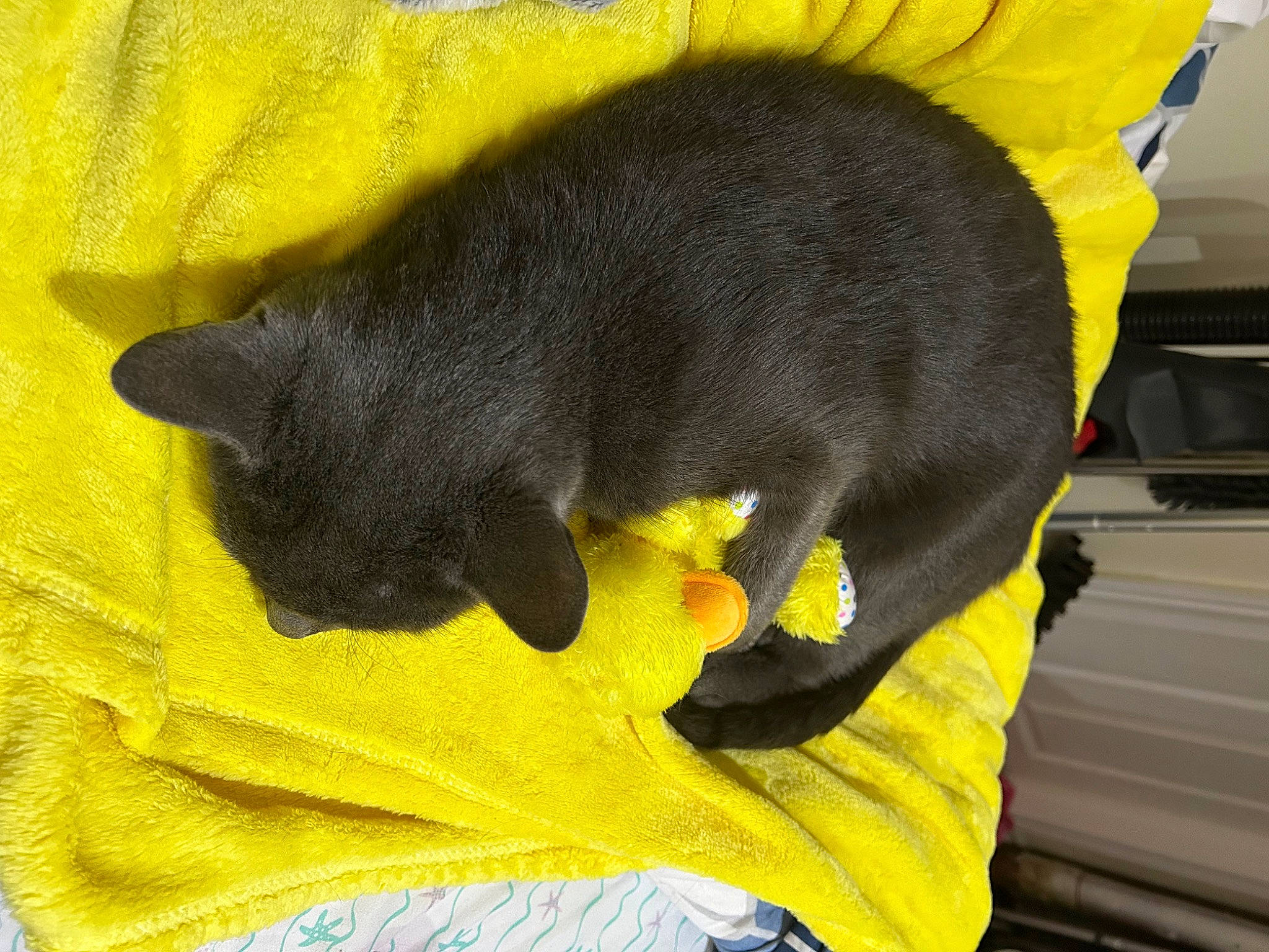 Mars is registered to the contest to win money with this photo: black_cat, bombay, carnivore, cat, cat_supply, claw, comfort, dog_breed, domestic_short_haired_cat, ear, felidae, fur, mammal, paw, pet_supply, small_to_medium_sized_cats, snout, tail, vertebrate, whiskers