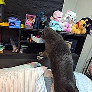 Mars is registered to the contest to win money with this photo: bed, box, cat, container, curious, decor, furniture, gray_cat, household_item, indoor, pet, photo_frame, pillow, plush, room, shelf, soft_toy, spray_bottle, stuffed_animal, toy
