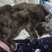 Mars joined the competition — help win amazing prizes! cat, grey_cat, pet, bed, blanket, pajamas, paw, fur, green_eyes, whiskers, curled, indoor, cozy, bedding, sheet, snowflake_pattern, tail, close_up, portrait, domestic_animal