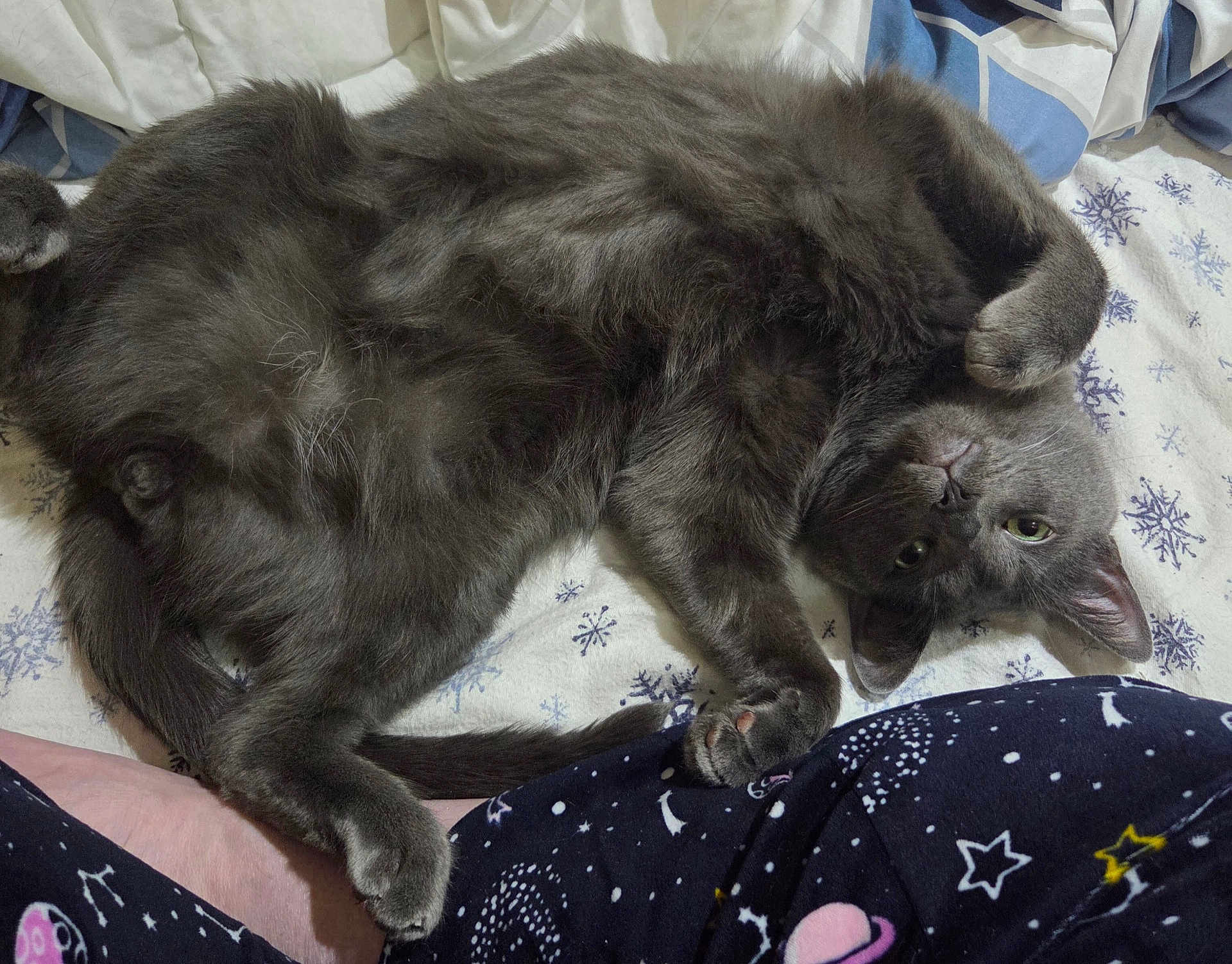 Mars joined the competition — help win amazing prizes! cat, grey_cat, pet, bed, blanket, pajamas, paw, fur, green_eyes, whiskers, curled, indoor, cozy, bedding, sheet, snowflake_pattern, tail, close_up, portrait, domestic_animal