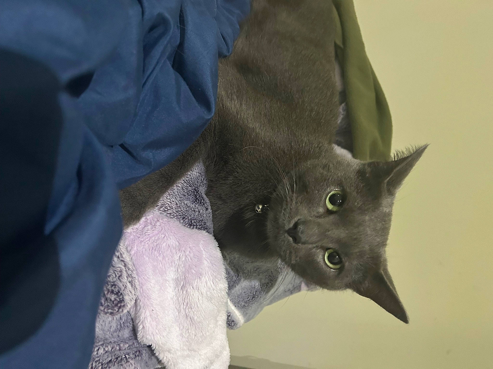 Mars joined the competition — help win amazing prizes! bat, carnivore, cat, claw, domestic_short_haired_cat, electric_blue, fashion_accessory, felidae, fur, gesture, grey, russian_blue, sleeve, small_to_medium_sized_cats, snout, tail, whiskers