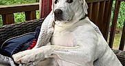 Sarabi is registered to the contest to win money with this photo: dog, white_dog, pet, animal, portrait, lounging, sitting, crossed_paws, blanket, wicker_chair, porch, outdoor, wooden_railing, forest, greenery, natural_light, relaxed, collar, floppy_ears, close_up