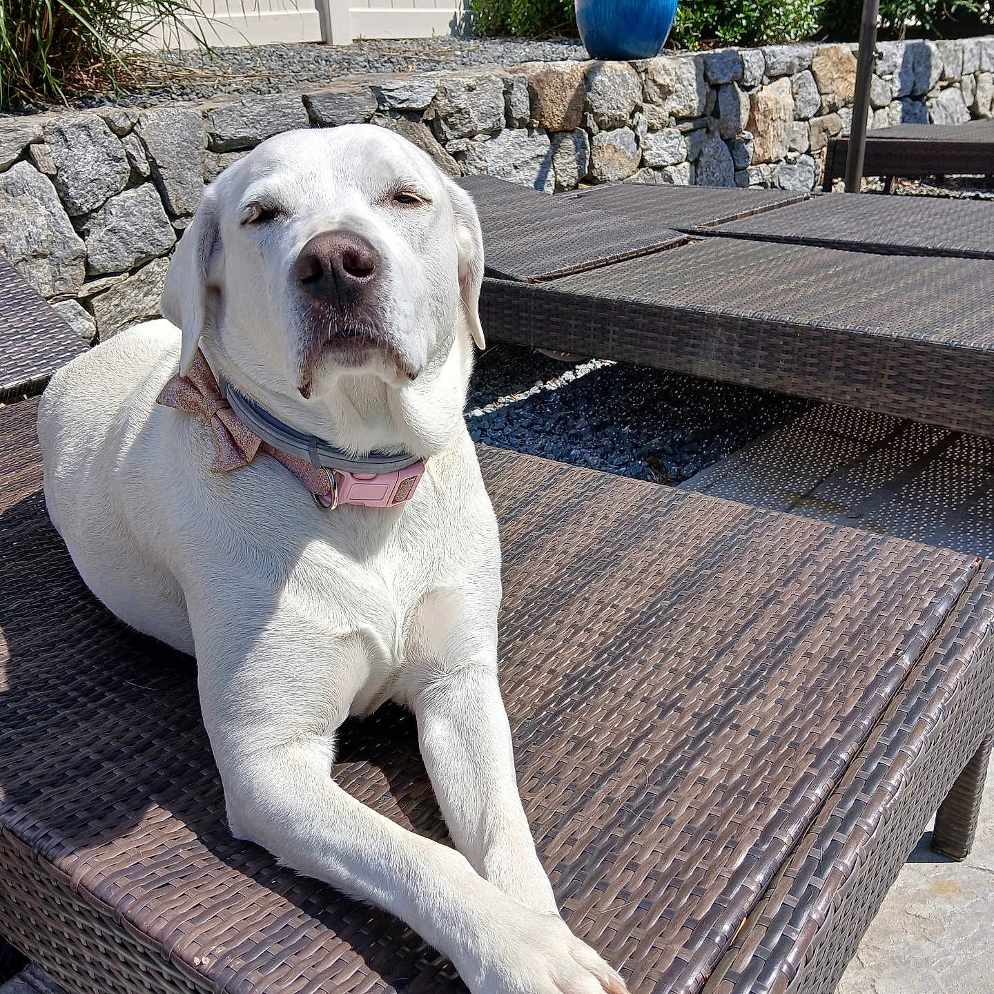 Sarabi