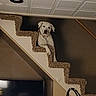 Sarabi joined the competition — help win amazing prizes! dog, pet, white_dog, staircase, stairs, carpet, indoor, home, portrait, sitting, looking_at_camera, floppy_ears, collar, animal, stairwell, ceiling, furniture, shadow, second_pet, funny_pose