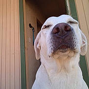 Sarabi joined the competition — help win amazing prizes! dog, white_dog, pet, animal, close_up, portrait, nose, snout, floppy_ears, sleepy, outdoor, doorway, house, porch, wood_paneling, green_trim, leash, food_bowl, sitting, funny