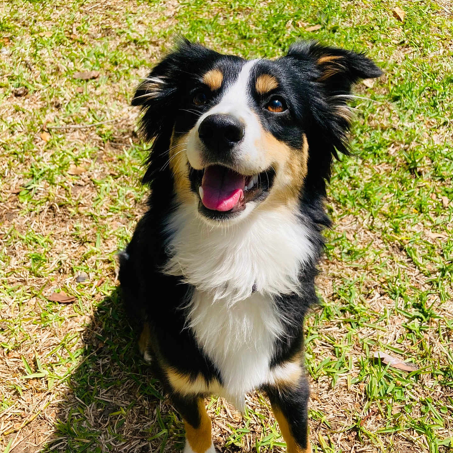Maggie is registered to the contest to win money with this photo: animal, ball, bodypart, canine, collie, dog, field, grass, grassland, lawn, mouth, nature, outdoors, park, person, pet, plant, puppy, sport, tennis