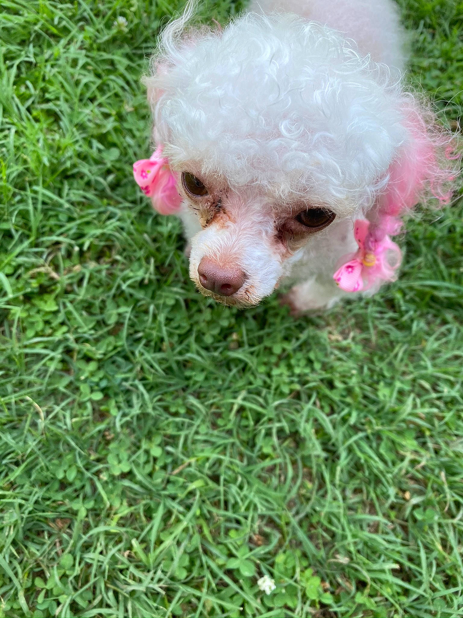 Lucy joined the competition — help win amazing prizes! canidae, carnivore, cockapoo, companion_dog, dog, dog_breed, fawn, fur, grass, groundcover, maltepoo, plant, poodle, snout, sporting_group, terrier, toy, toy_dog, water_dog, wheel